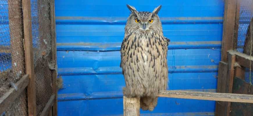 Экскурсия "Путешествие по страницам Красной книги"