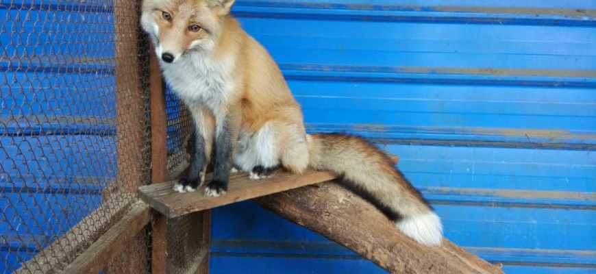 Экскурсия "Путешествие по страницам Красной книги"