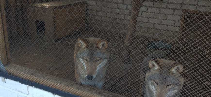 Экскурсия "Путешествие по страницам Красной книги"