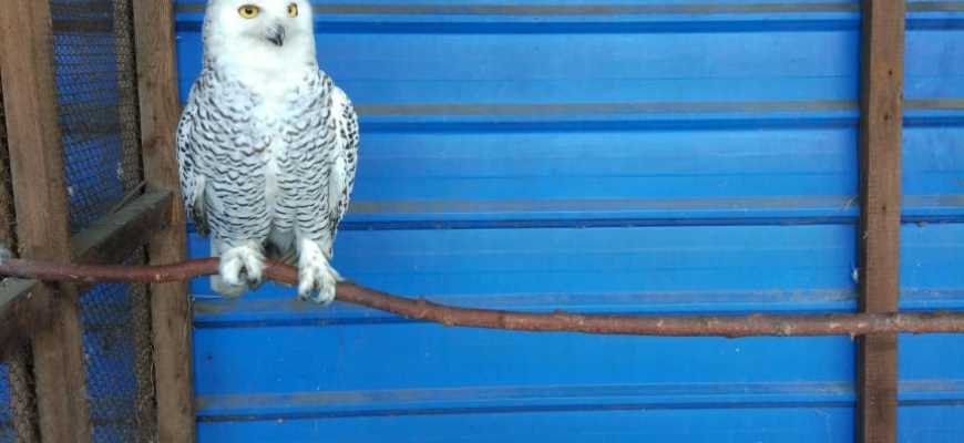 Экскурсия "Путешествие по страницам Красной книги"