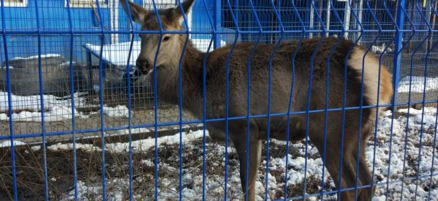 Экскурсия "Путешествие по страницам Красной книги"