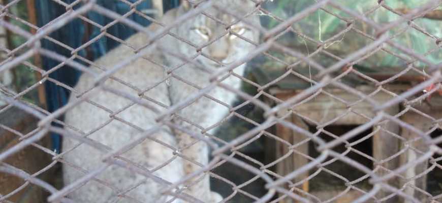 Экскурсия "Путешествие по страницам Красной книги"