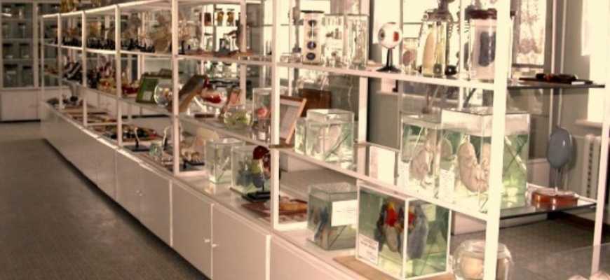 Экскурсия в Анатомический музей