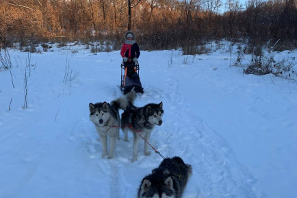 Катание на собачьей упряжке в Благовещенске