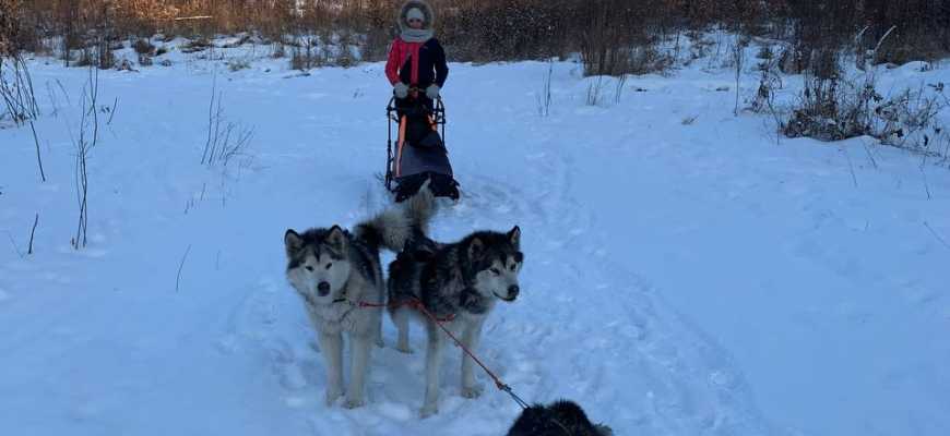 Катание на собачьей упряжке в Благовещенске