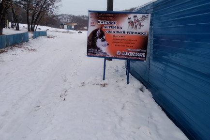 Катание на собачьей упряжке в Благовещенске