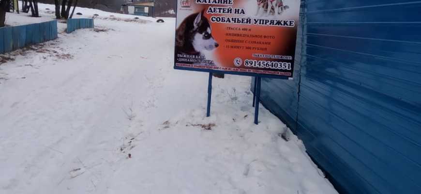 Катание на собачьей упряжке в Благовещенске